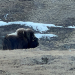 MUSKOX hunting in Greenland