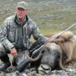 MUSKOX hunting in Greenland