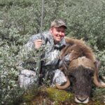 MUSKOX hunting in Greenland