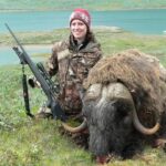 MUSKOX hunting in Greenland