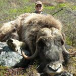 MUSKOX hunting in Greenland