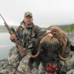 MUSKOX hunting in Greenland